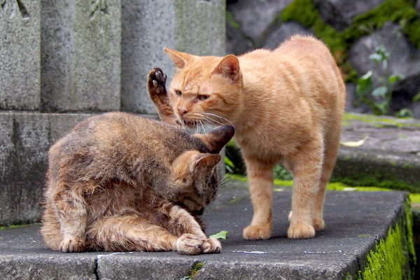 ルルの匂いを嗅ぐナチャ