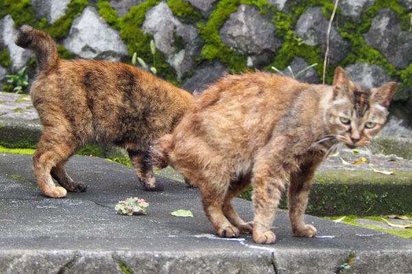 クロテ降りて来てルルとニアミス