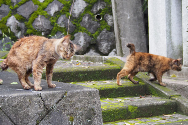 クロテそのまま移動ルルは頭を振る