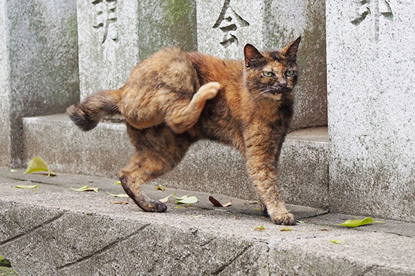 後ろ足でカキカキするクロテ