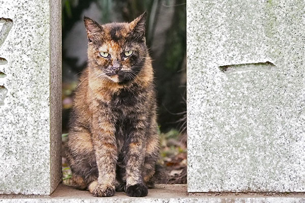 正面からクロテ