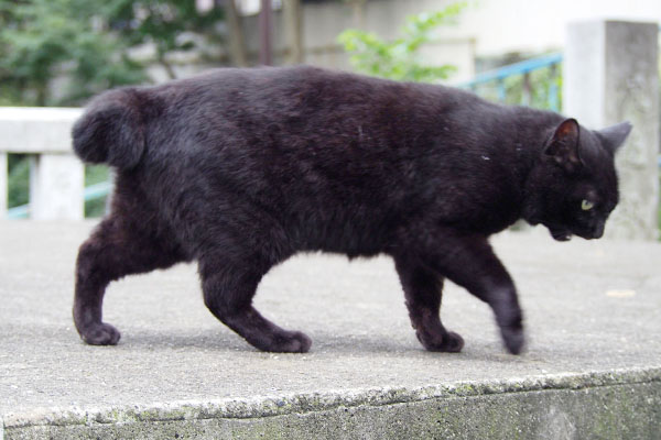 食べた後のココ静かに去る