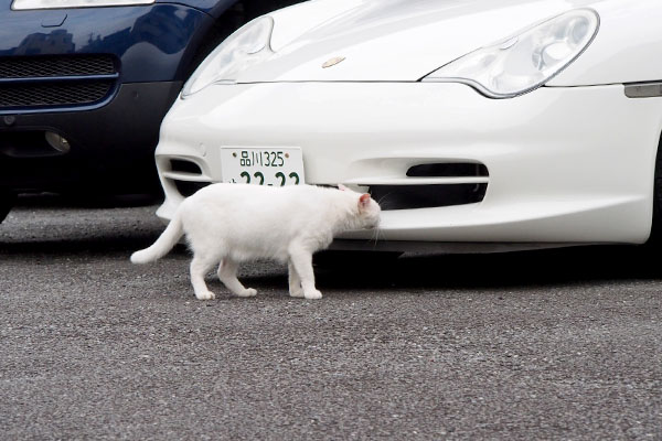 シュニポルシェの匂いを嗅ぐ