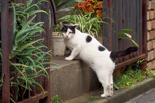 ナデナデの方が良いらしい