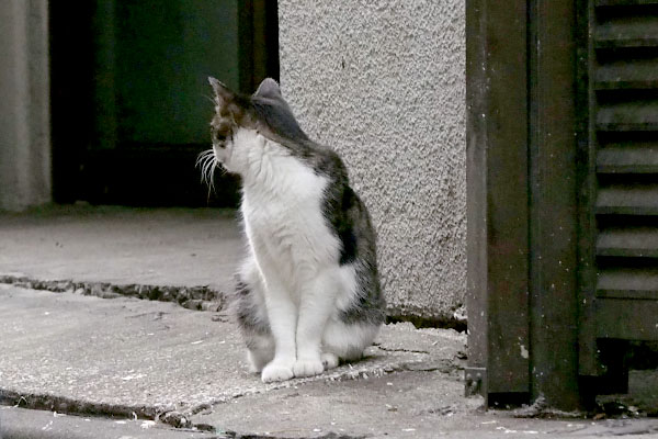 にゃんこ発見ネネ振り向き