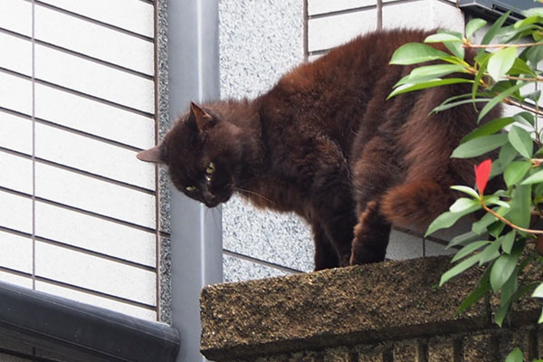 右の塀の上に上がった黒モフ君