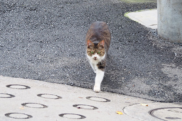 道路を渡るマリィあぶにゃい