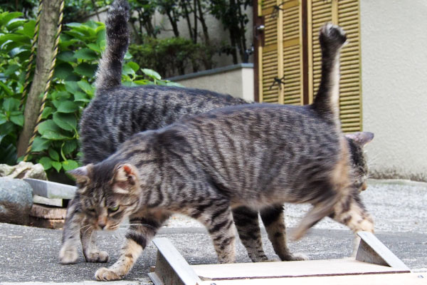 タビッツタビワンのダブルしっぽ