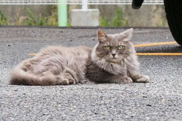 腰を降ろしてこちらを見るマフ