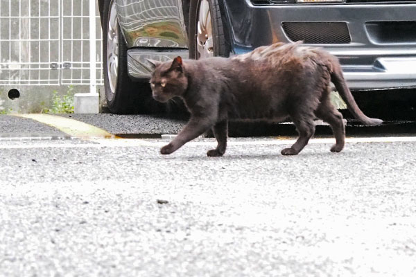 歩いてくるミトン