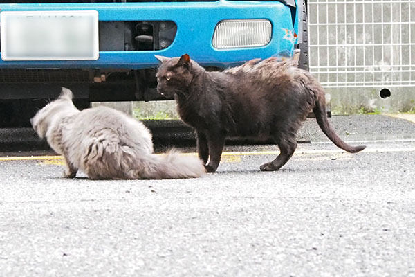 合流マフは頭をブルブル