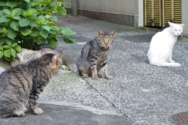斜めに並ぶ３猫タビワンセンター