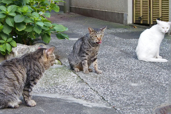 斜めに並ぶ３猫タビワン