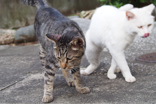 ハクに近づいたタビワン