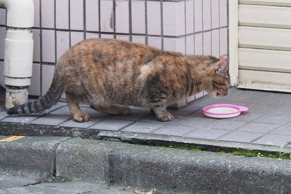 にゅるるんと出て来て食べるヴェル