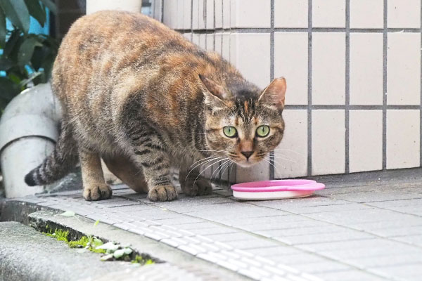 食べ終えてじっと見る