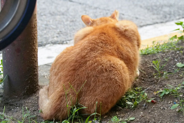 草を食べている後ろ姿カブ