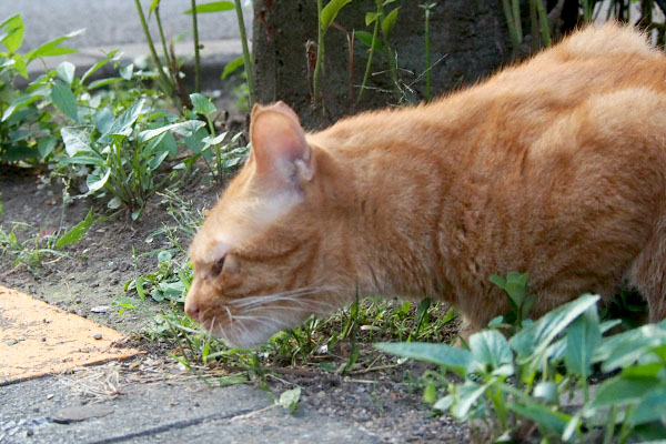 草を食べるカブ