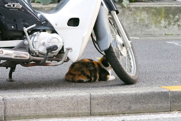 バイクの下は安全リコ