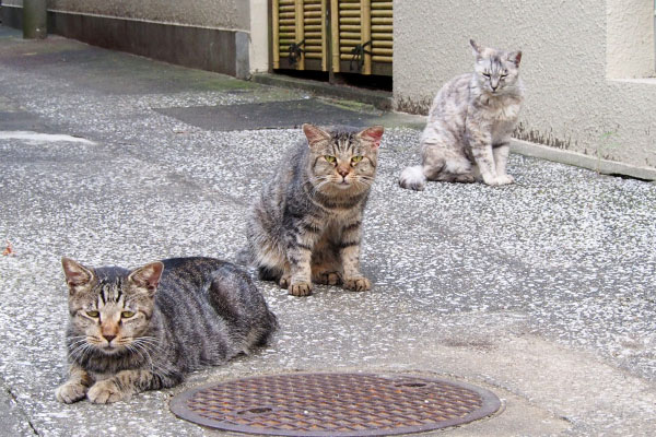 斜めに並ぶ３猫タビゾンヌ