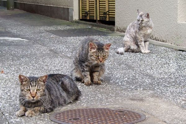 斜めに並ぶ３猫