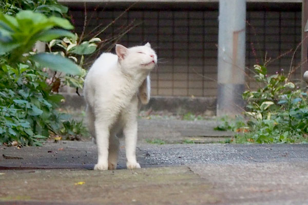 カキカキしているハク