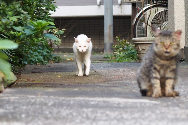 目が面白いやってくるハク