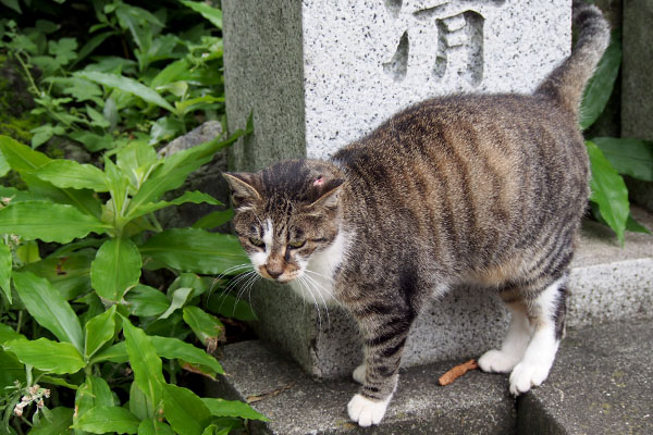 撫でてもらうことを思い出す雫