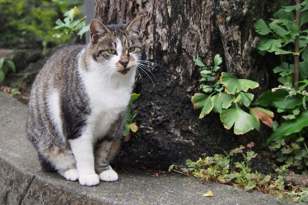 じっと見る雫クロテを