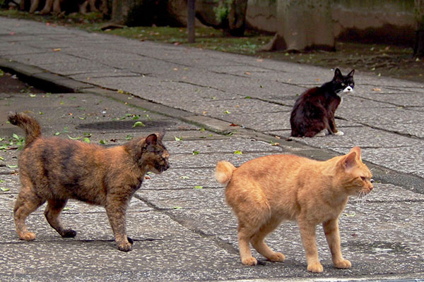 背後のカラが階段の上を見つめる