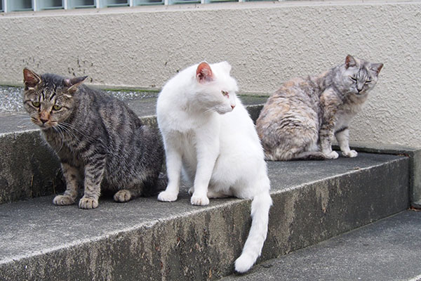 階段の同じ段に３猫