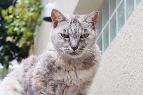 下から銀ちゃま