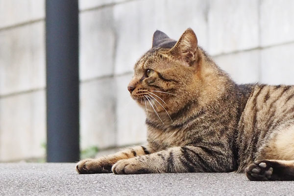 羨ましそうに見るトッキー