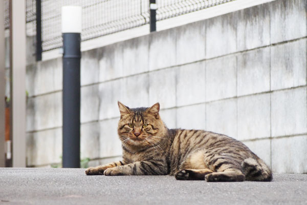 今年の冬に期待するトッキー