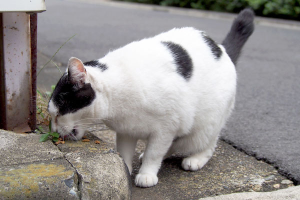 bou eating dry food2