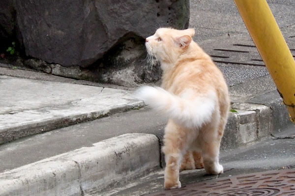 オトワちゃんを見上げるナリコマ君