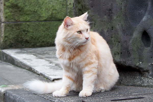 カメラは見ないナリコマ君