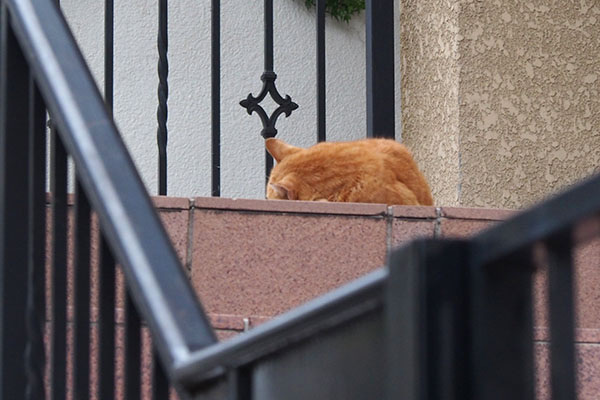 元ディンキンスさんちにジル