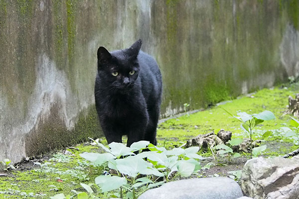 黒猫