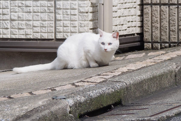 松邸の脇で張り込み中のリリ