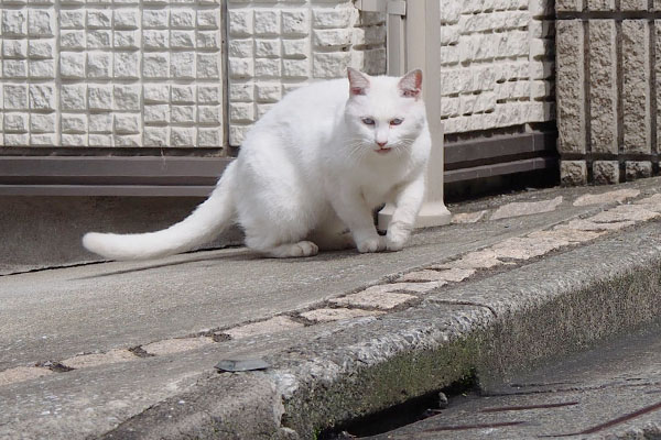 こちらに来ようとしているリリ