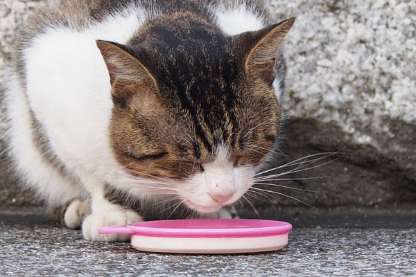 食べるレオ太