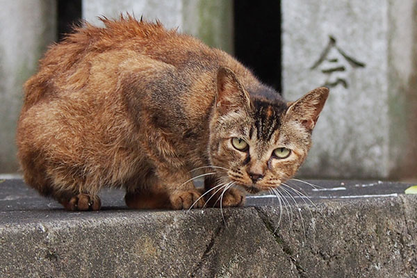 ルル調子良さそうな顔