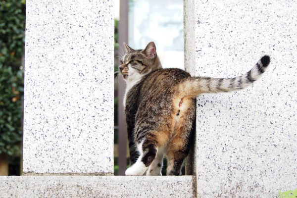 レディのおちり雫