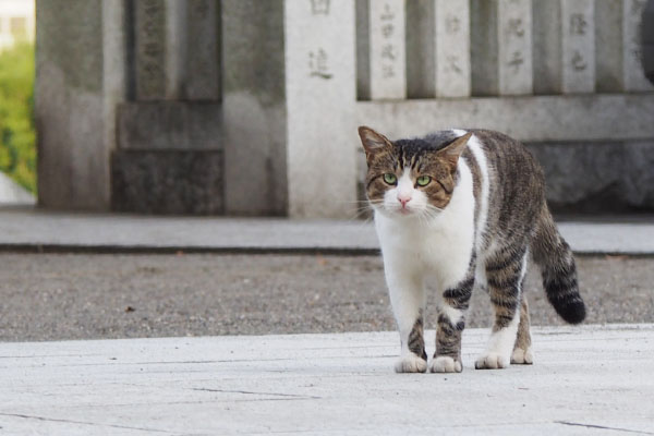 やって来たレオ太