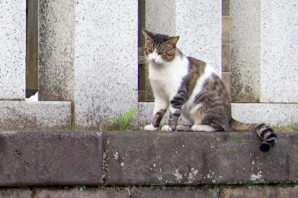 目を合わさないレオ太