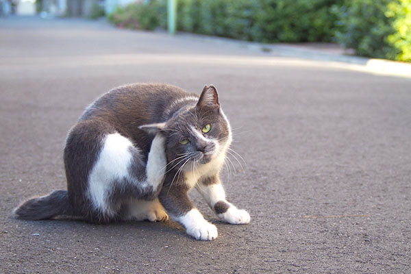 ノミでもいるのかいちびにゃん