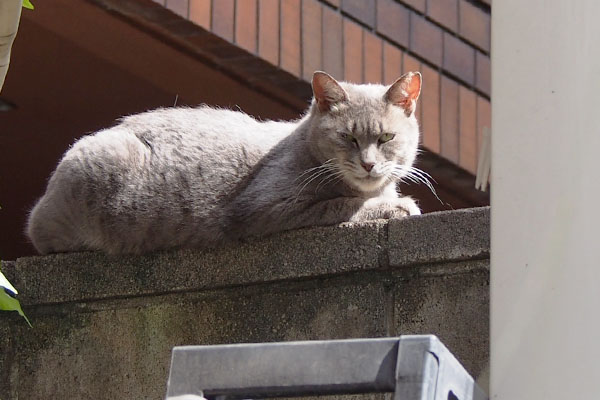 迷惑そうな顔のシピ