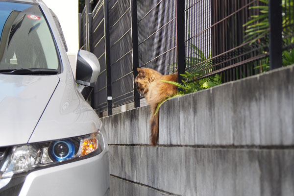 端の塀の上にチイを発見