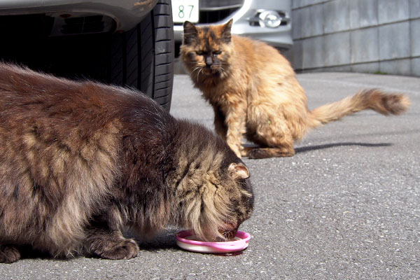 モフキジ君が食べてる